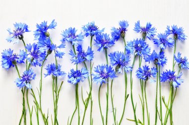 mavi peygamber arka plan