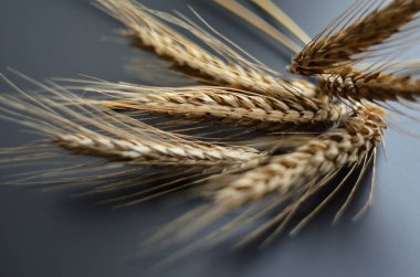 doğal kuyrukkakan arka plan