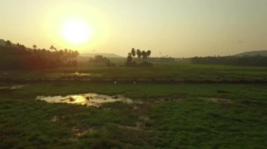Pirinç tarlaları akşamları, Goa, Hindistan, kış 2016 havadan görünümü