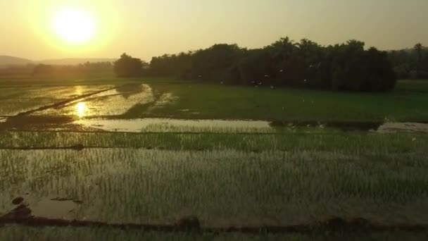 Pirinç tarlaları akşamları, Goa, Hindistan, kış 2016 havadan görünümü — Stok video
