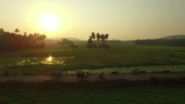 Pirinç tarlaları akşamları, Goa, Hindistan, kış 2016 havadan görünümü — Stok video