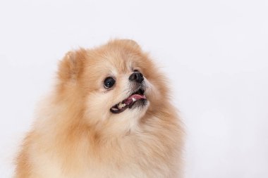 Köpek doğurmak Pomeranian Spitz Mickey adında. Fotoğraf üzerinde beyaz bir arka plan yapılır.