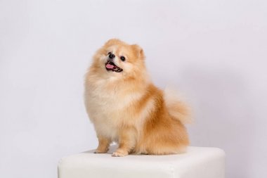 Köpek doğurmak Pomeranian Spitz Mickey adında. Fotoğraf üzerinde beyaz bir arka plan yapılır.