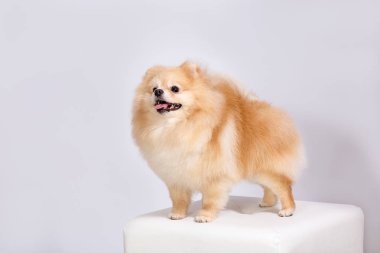 Köpek doğurmak Pomeranian Spitz Mickey adında. Fotoğraf üzerinde beyaz bir arka plan yapılır.