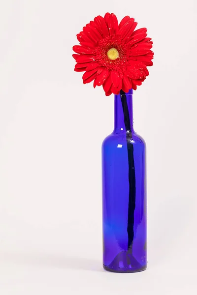 Красный Цветок Синей Бутылке Белом Фоне — стоковое фото