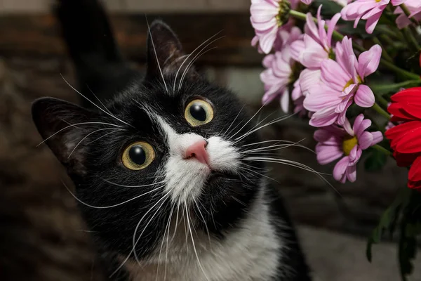 Black White Cat Bouquet Flowers — Stock Photo, Image