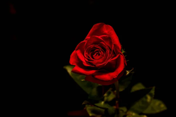 Красная Роза Черном Фоне — стоковое фото