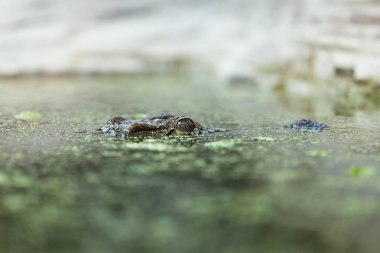 Timsah sudan ortaya çıktı. Hayvanat Bahçesi.
