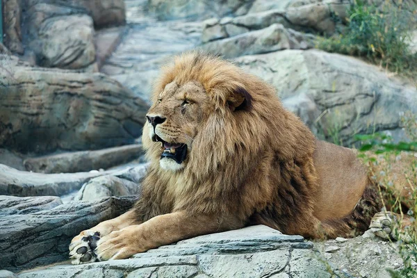 Oude Leeuw Koning Der Dieren Rusten Rotsen — Stockfoto