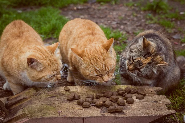 Three Cats Have Lunch Pleasure — Stock Photo, Image