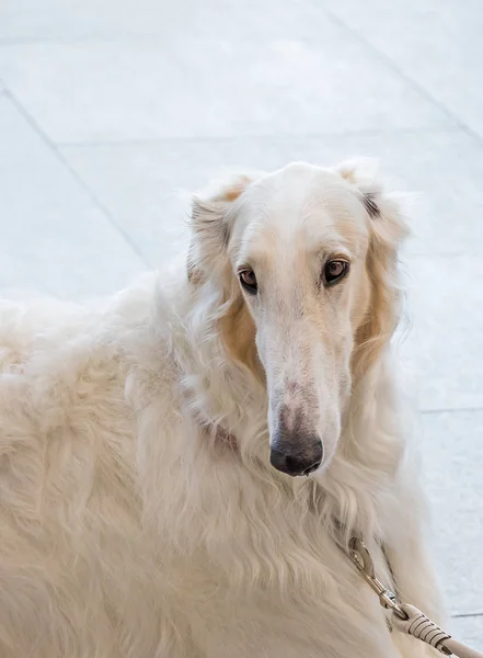 Câinele Află Podea Ogarul Rus — Fotografie, imagine de stoc