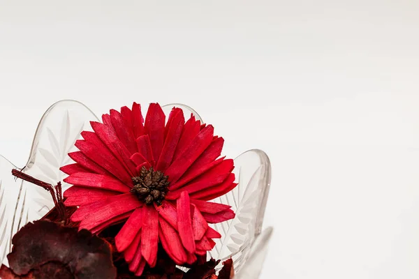 Красный Цветок Белом Столе — стоковое фото
