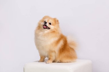 Beyaz bir arka planda turuncu Spitz köpek yavrusu.