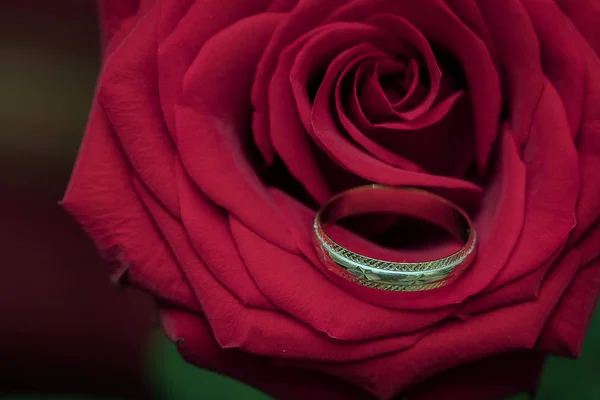 Bague Mariage Sur Une Rose Rouge Amour — Photo