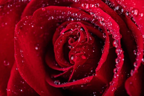 Wspaniała Czerwona Róża Kropelkami Wody Płatkach — Zdjęcie stockowe