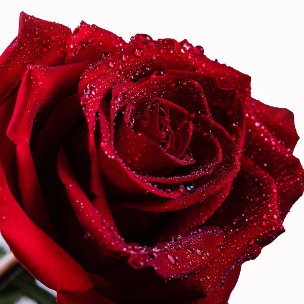 Superbe Rose Rouge Avec Des Gouttelettes Eau Sur Les Pétales — Photo