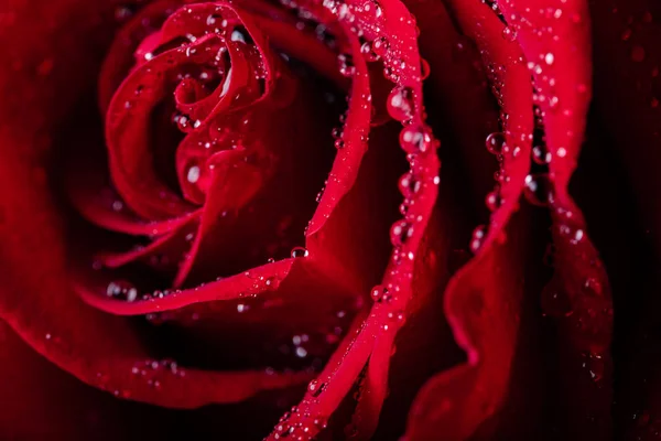 Wspaniała Czerwona Róża Kropelkami Wody Płatkach — Zdjęcie stockowe