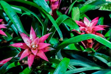 Metinler için ayrılmış güzel çiçeklerin fotoğrafı. Kız arkadaşın için tebrik kartı. Sevgililer Günü. Aşk.