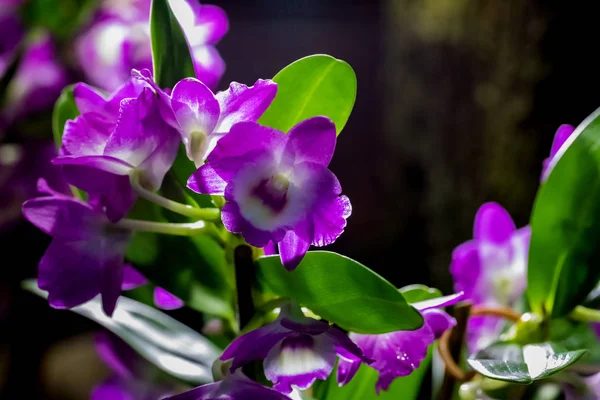 Foto Belas Flores Com Lugar Dedicado Para Texto Cartão Felicitações — Fotografia de Stock