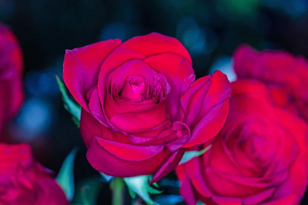 Piękny Bukiet Różnych Kwiatów — Zdjęcie stockowe
