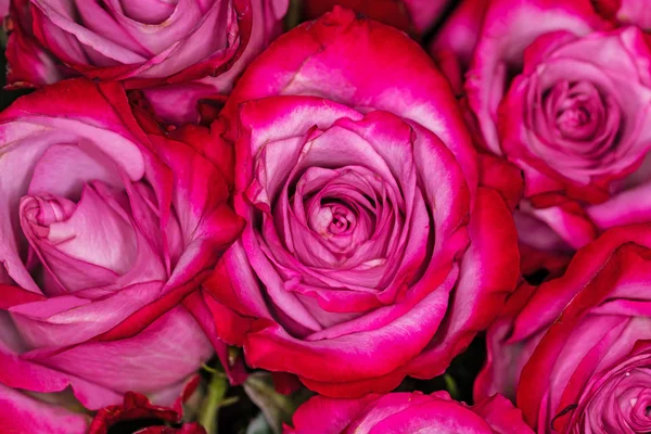 Piękny Bukiet Różnych Kwiatów — Zdjęcie stockowe