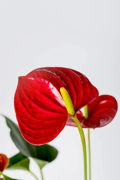 Casa Flor Anthurium Pote Fundo Branco Com Gotas Água Nas — Fotografia de Stock