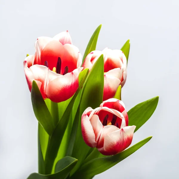 Belle Délicate Fleurs Printemps Tulipes Gros Plan Sur Fond Blanc — Photo