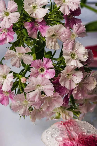 Gyönyörű Kis Virágok Vízcseppekkel Fehér Háttérrel Tavaszi Virágok Közelről — Stock Fotó