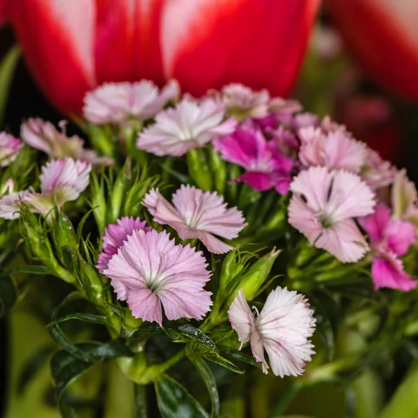 Gyönyörű Kis Virágok Vízcseppekkel Fehér Háttérrel Tavaszi Virágok Közelről — Stock Fotó