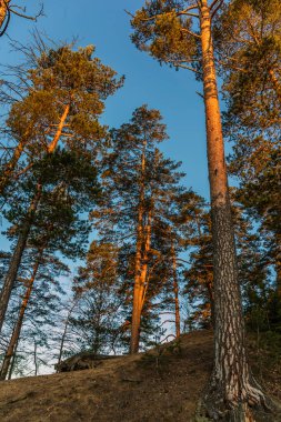 Güneş şafak vakti ağaçların dallarından doğuyor..