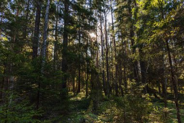 Güneş şafak vakti ağaçların dallarından doğuyor..