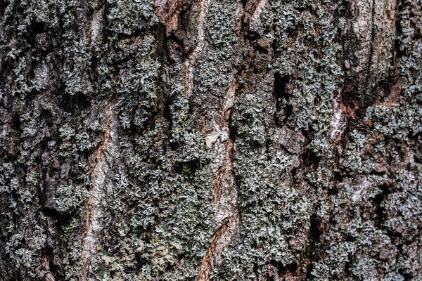 Фоновая текстура коры дерева. Кожа коры дерева, которая отслеживает трещины. Старое дерево на солнце
.