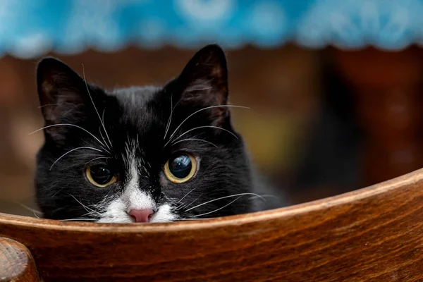 Black White Cat Sits Chair Glares Cat Disapproving Gaze — Stock Photo, Image