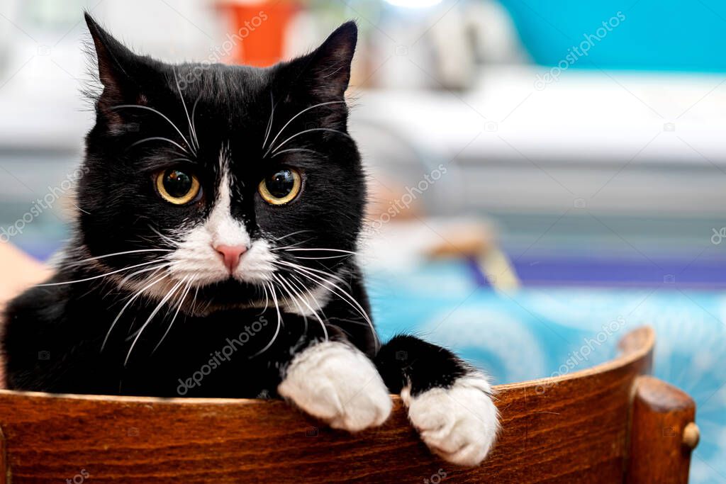 A black-and-white cat sits on a chair and glares. The cat's disapproving gaze.