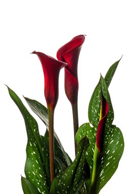 Beyaz arka planda yaprakları olan kırmızı Calla Lilly çiçeği. Tencerede güzel bir çiçek.