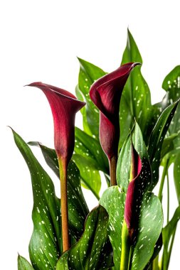 Beyaz arka planda yaprakları olan kırmızı Calla Lilly çiçeği. Tencerede güzel bir çiçek.
