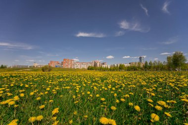 Karahindiba tarlasının muhteşem manzarası. Rus doğası. Güneşli bahar günü.