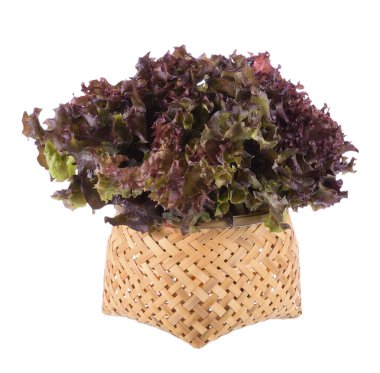 Beyaz arkaplanda meşe yaprağı marulu