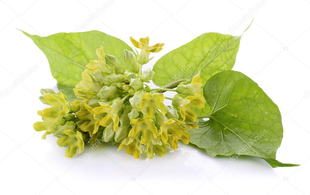 Cowslip creeper on white background