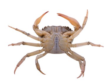 beyaz arkaplanda yengeç