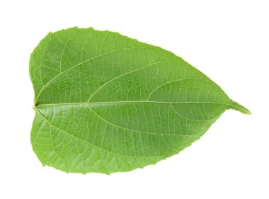 Sacha InChI beyaz zemin üzerine taze kapsül sa meyvesi tohumu.