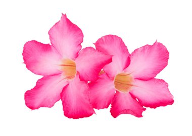 pembe çöl çiçeği beyaz zemin üzerine yükseldi.