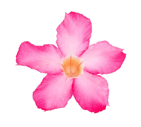 흰색 바탕에 분홍색 사막 장미 꽃 — 스톡 사진
