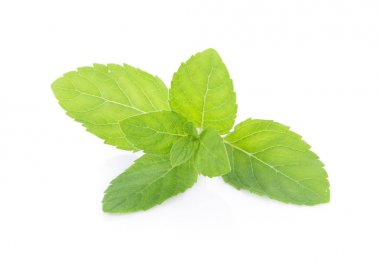 beyaz zemin üzerine nane