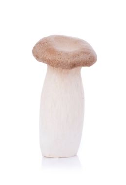 Beyaz arka planda Kral istiridye mantarı Pleurotus eryngii