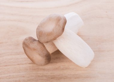 İstiridye mantar kavak eryngii Kral