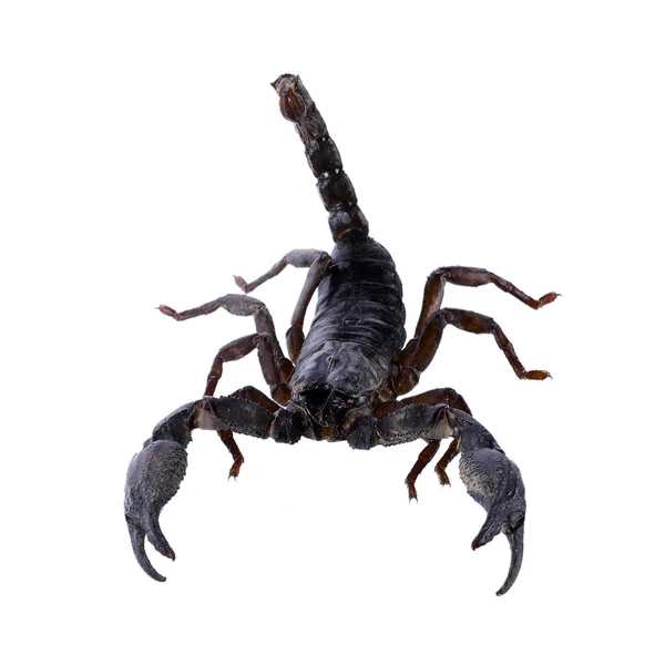 Scorpione isolato su sfondo bianco — Foto Stock