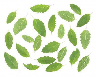 beyaz zemin üzerine kutsal fesleğen