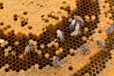 Petek arka plan. Bal arısı petek arka plan üzerinde