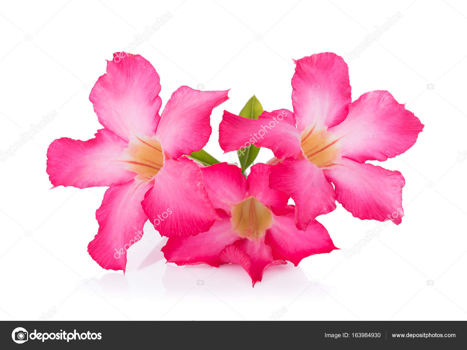 Fleur Rose Du Désert Rose Sur Fond Blanc Photographie